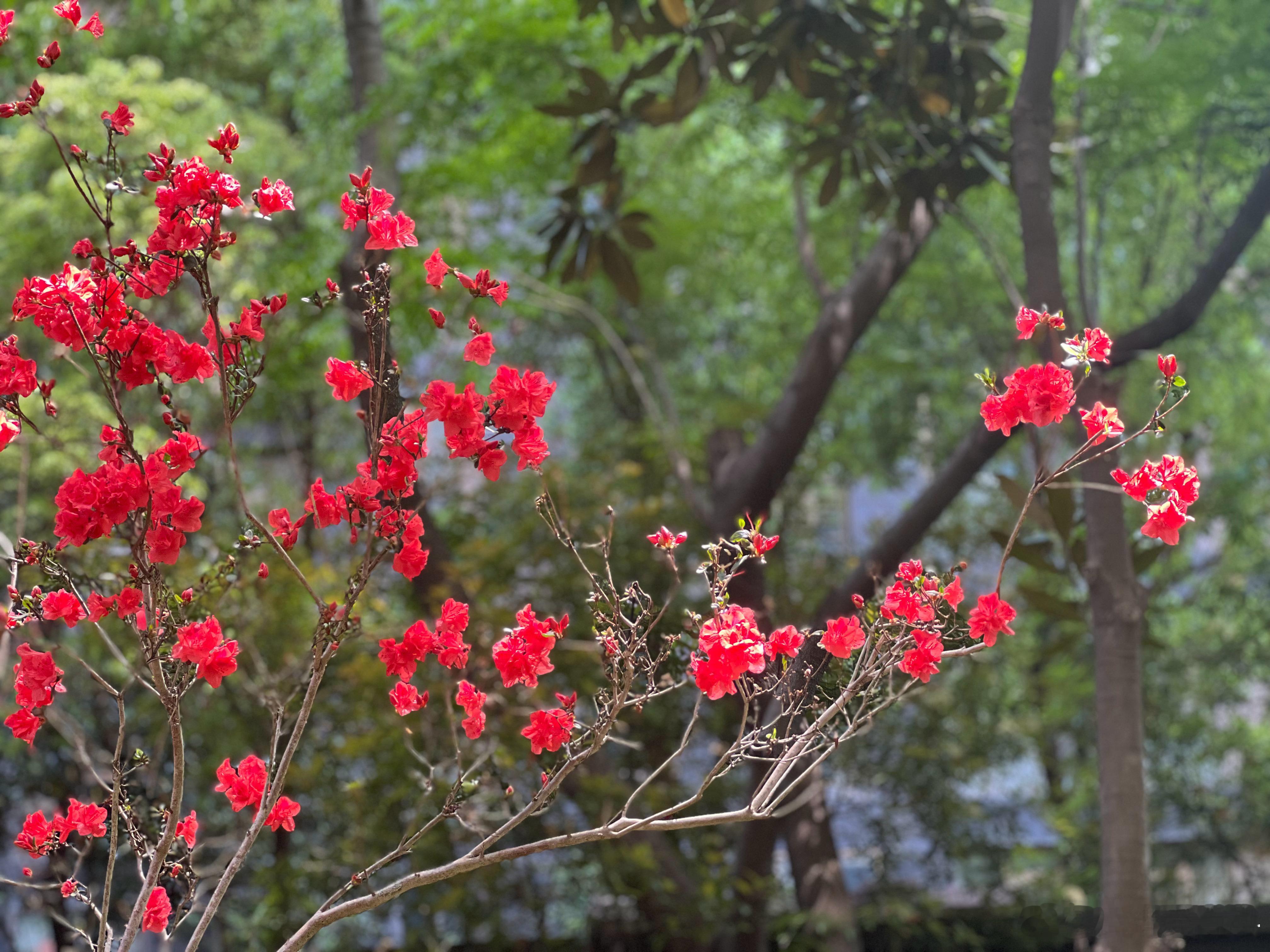 养花 映山红，花如其名。 
