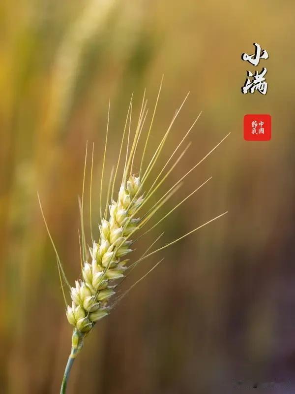 一眨眼，又是一年小满到，不贪满，才是人生最好的状态
 【北斗长弓.观天下】
小满