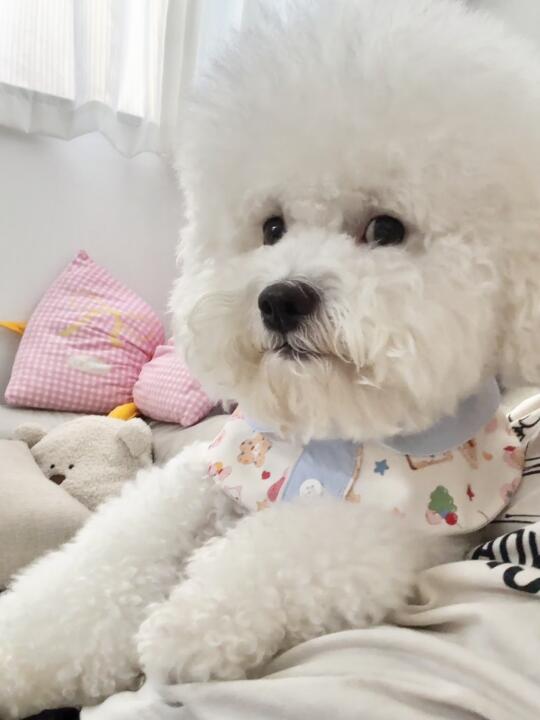 小狗怎么能有这么多表情