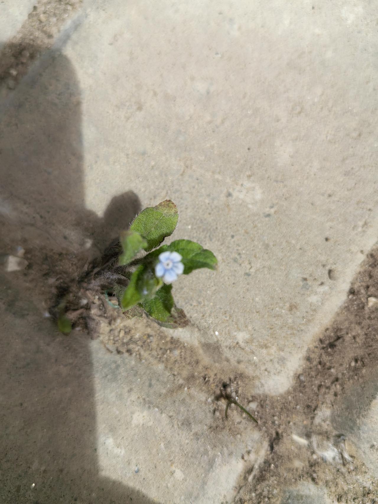 花儿没有思想，或许少了很多烦恼，只是尽情享受，绽放自我。