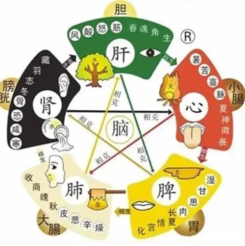 在古老的中医智慧中，五脏与五液之间的关系被赋予了深厚的内涵。这种关系不仅揭示了身