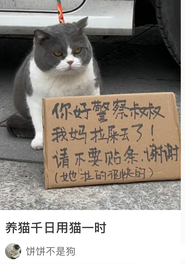 养猫千日用猫一时 ​​​