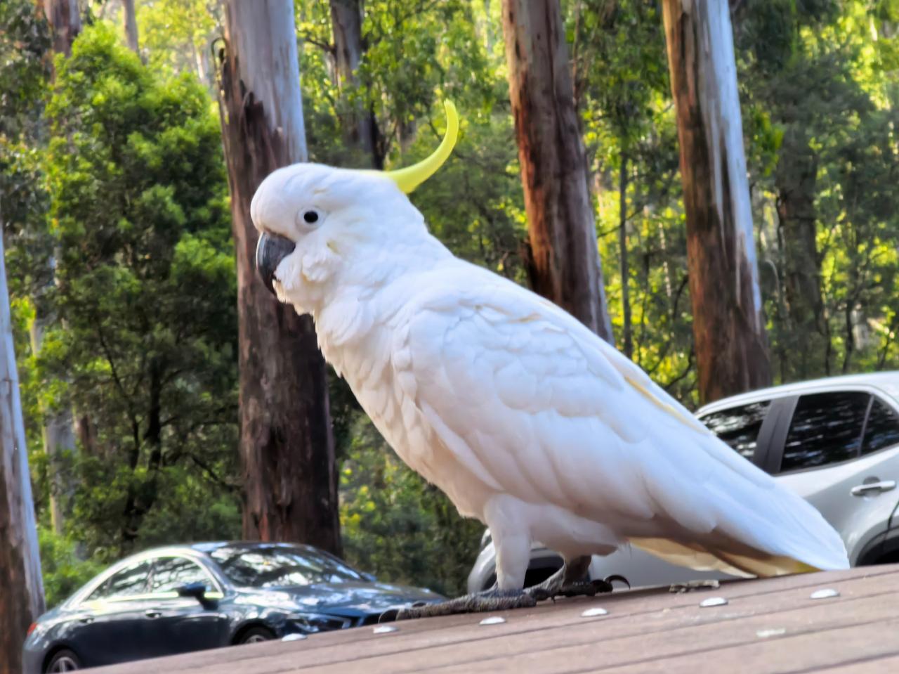 1921年一把大火把林子烧成灰烬，至今有上百年了[呲牙]百年的大树也顶不住蚁患，
