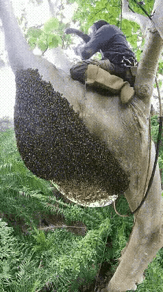 熊大没有这样的装备，想要吃点儿蜂蜜得有多难啊？抗住无数蜜蜂的疯狂进攻，是一种勇往