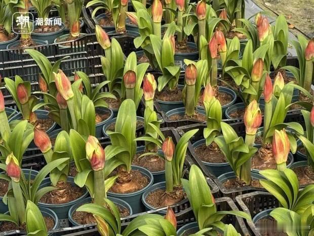 这个.香饽饽. 现在没那么香喽......搜狐新闻:【曾经的“香饽饽”卖不动了，