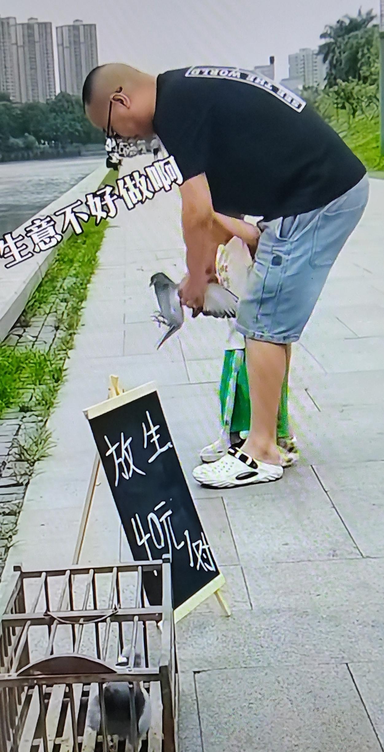 你看！这样养鸽卖鸽才是最大利益化，且不用杀生还可积功德。

一养鸽人觉得鸽生意不