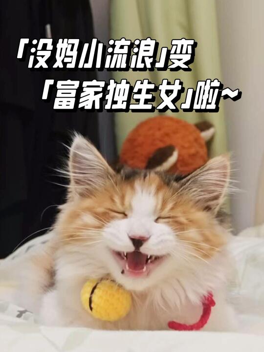 路过的ee可以进来祝福这个小毛球吗🥰