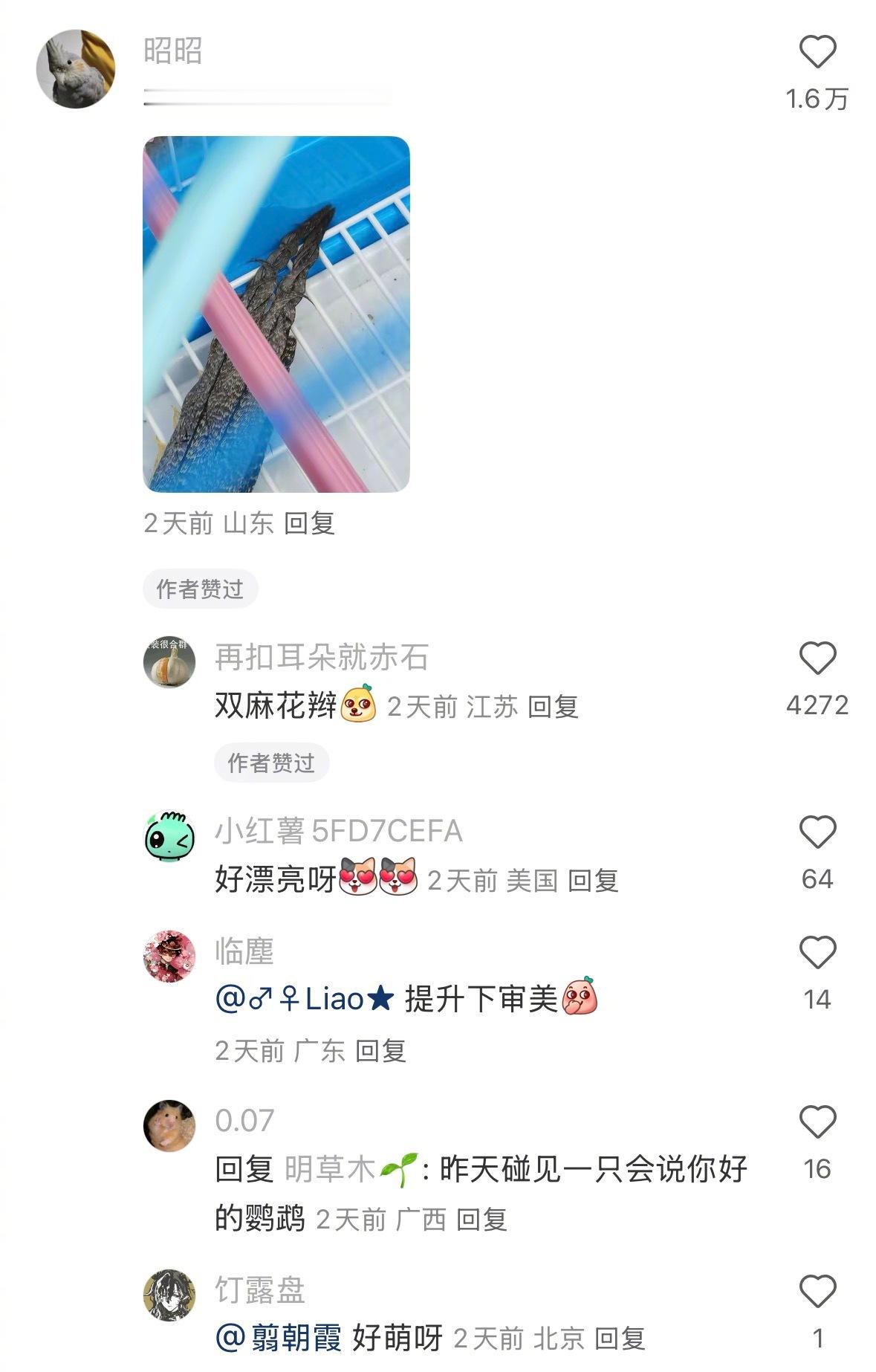 小鸟会按照自己的审美做造型 