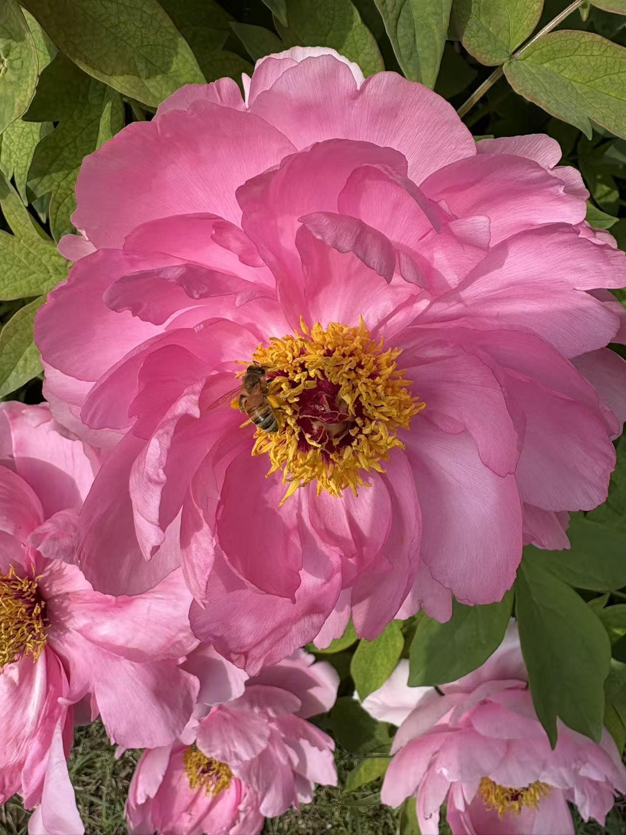 春日生活打卡季 春日里，盛开的牡丹简直是大自然的馈赠。泉城公园的牡丹，历经3月初