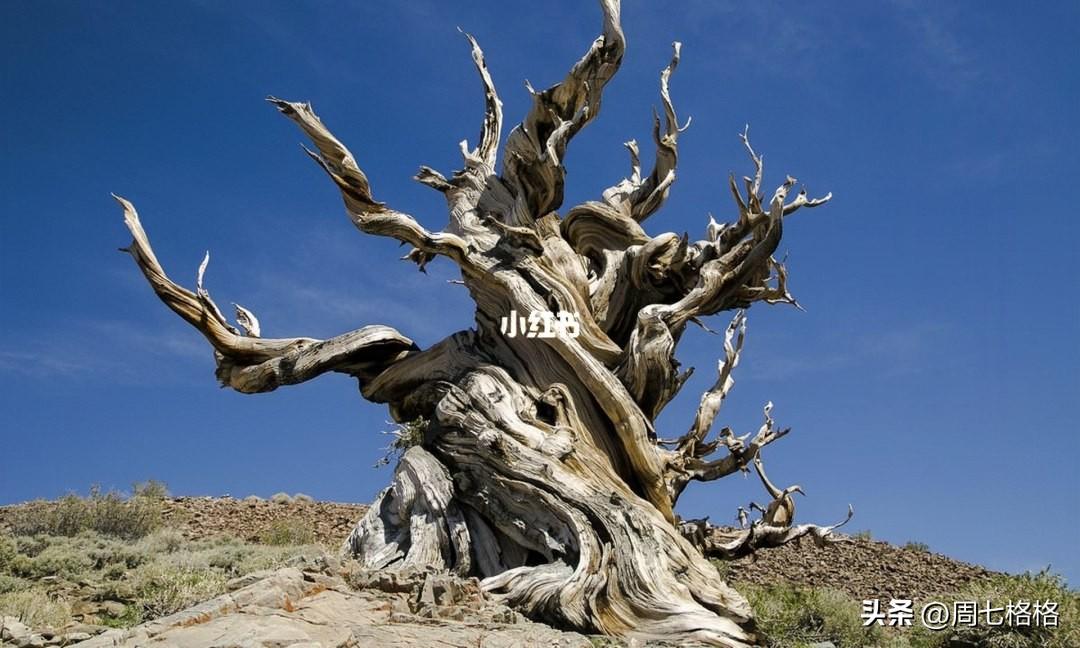 继续生长吧，像树一样

Wanderlust Methuselah Tree至今