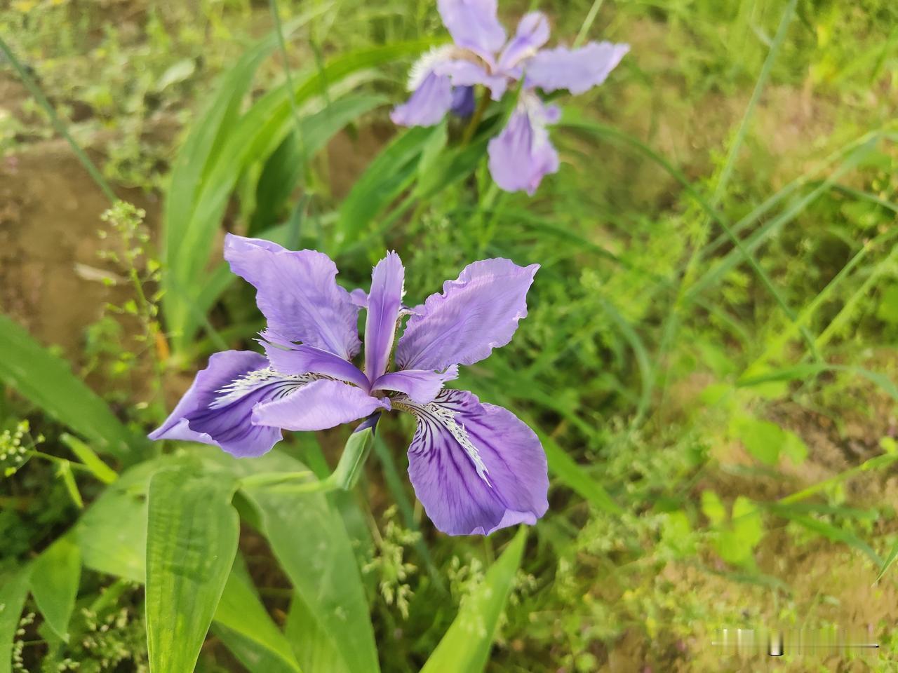 春日生活打卡季鸢尾花，像紫色的蝴蝶一样，在翩翩起舞，淡紫蓝色的蝶形花冠，外轮花瓣