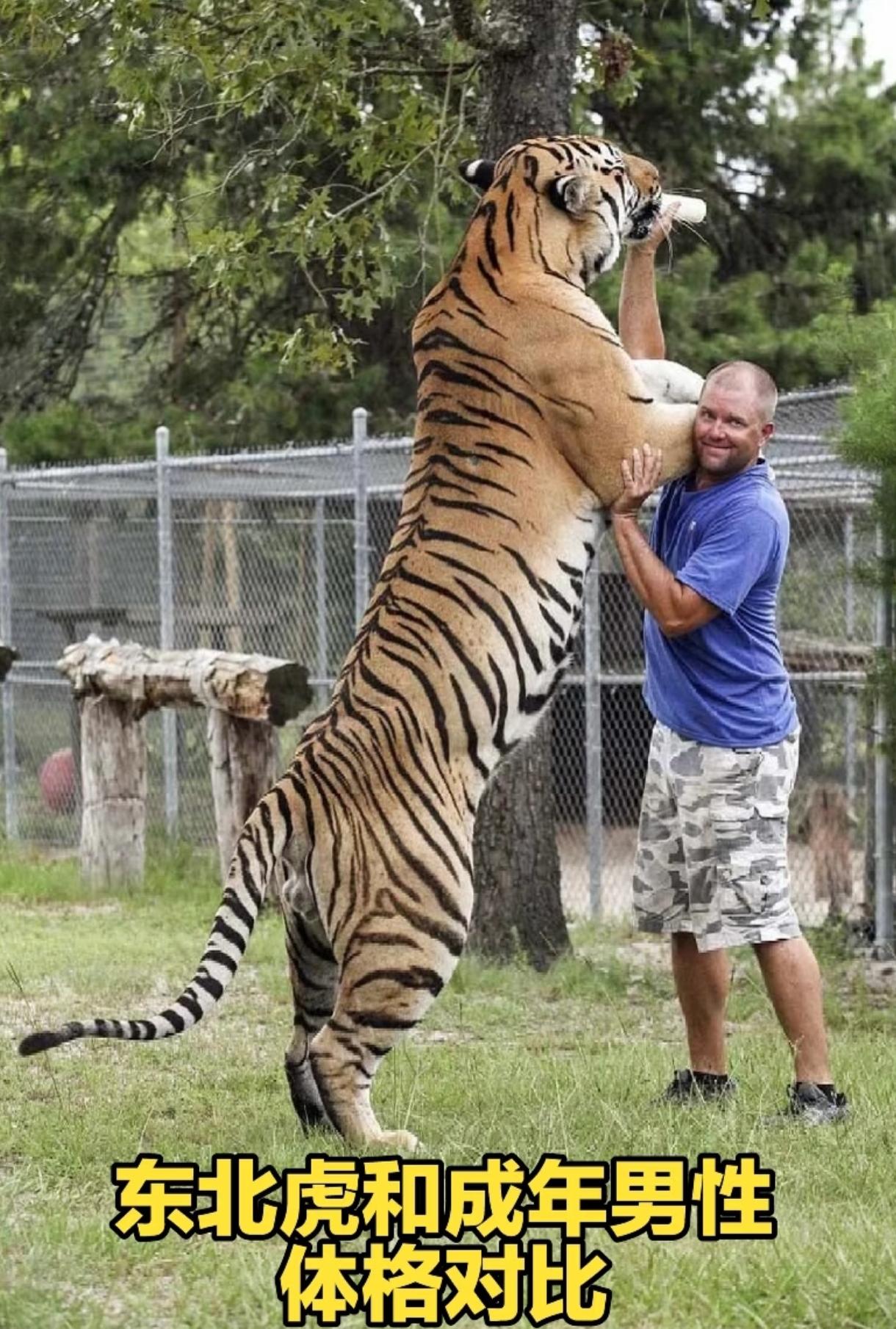 俄罗斯750只，中国70只：东北虎数量差10倍，背后藏着什么秘密？

一道边境线