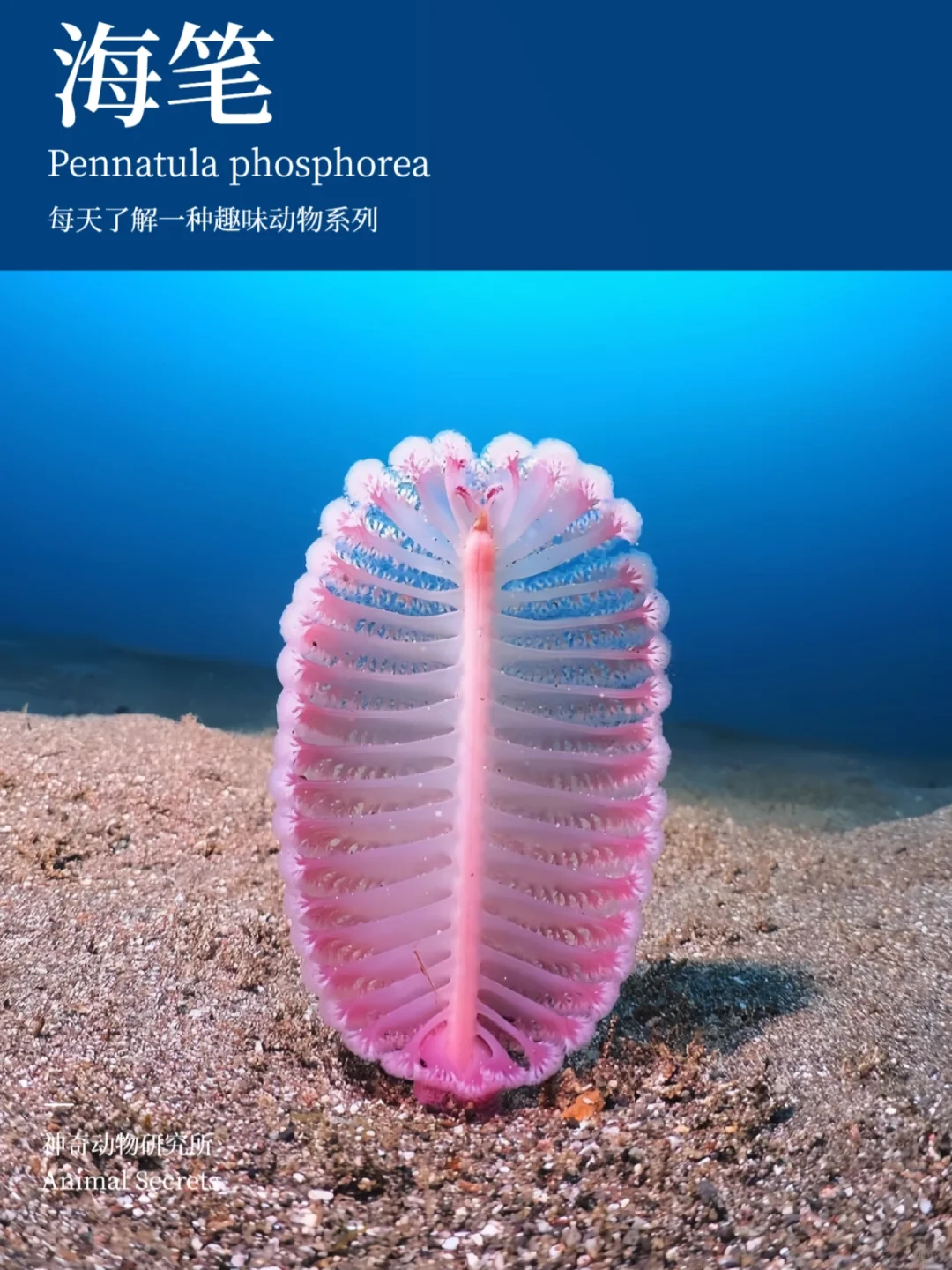 每天了解一种趣味动物👀海笔