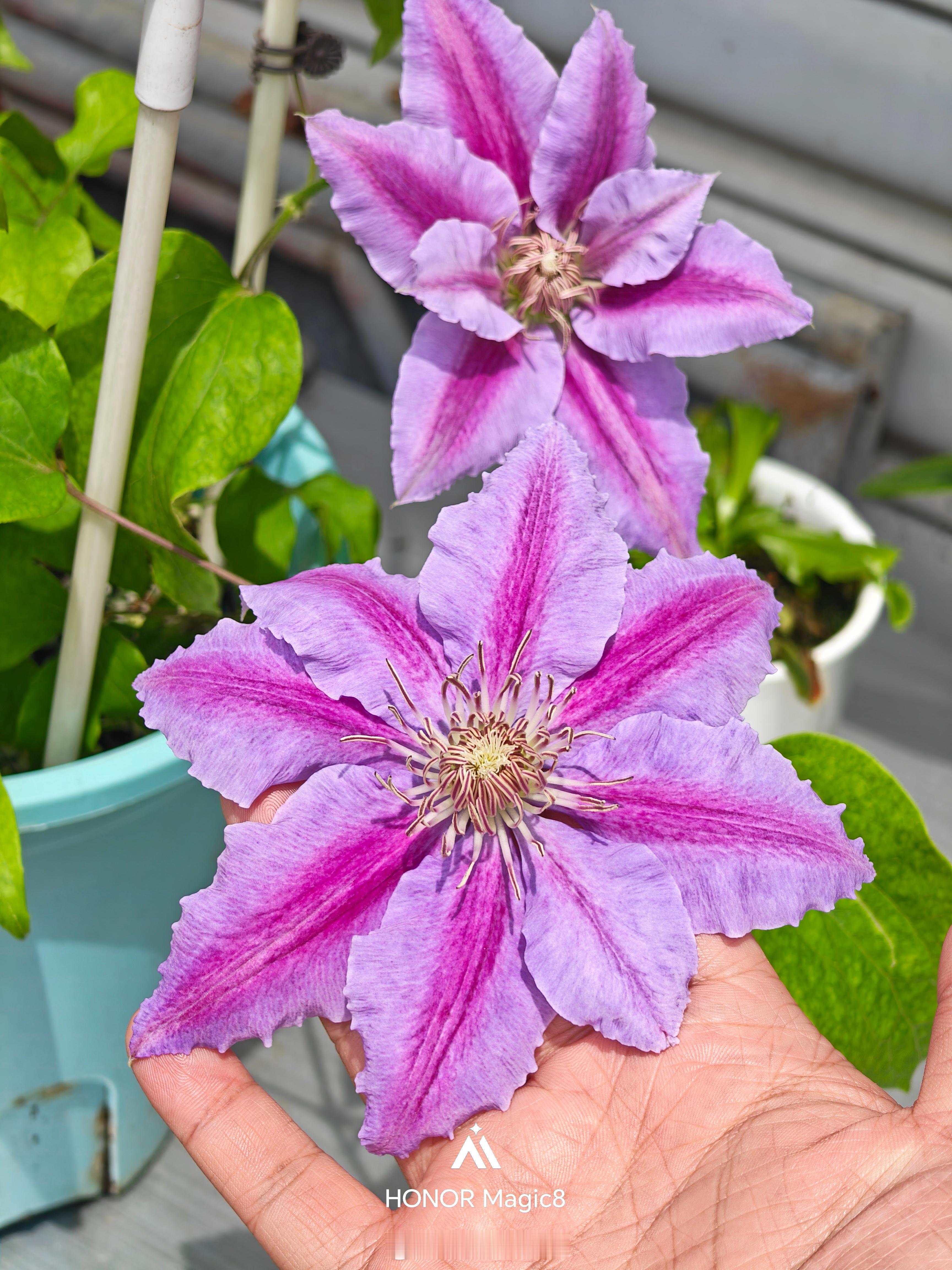 太美了吧来，说出她的名字： 