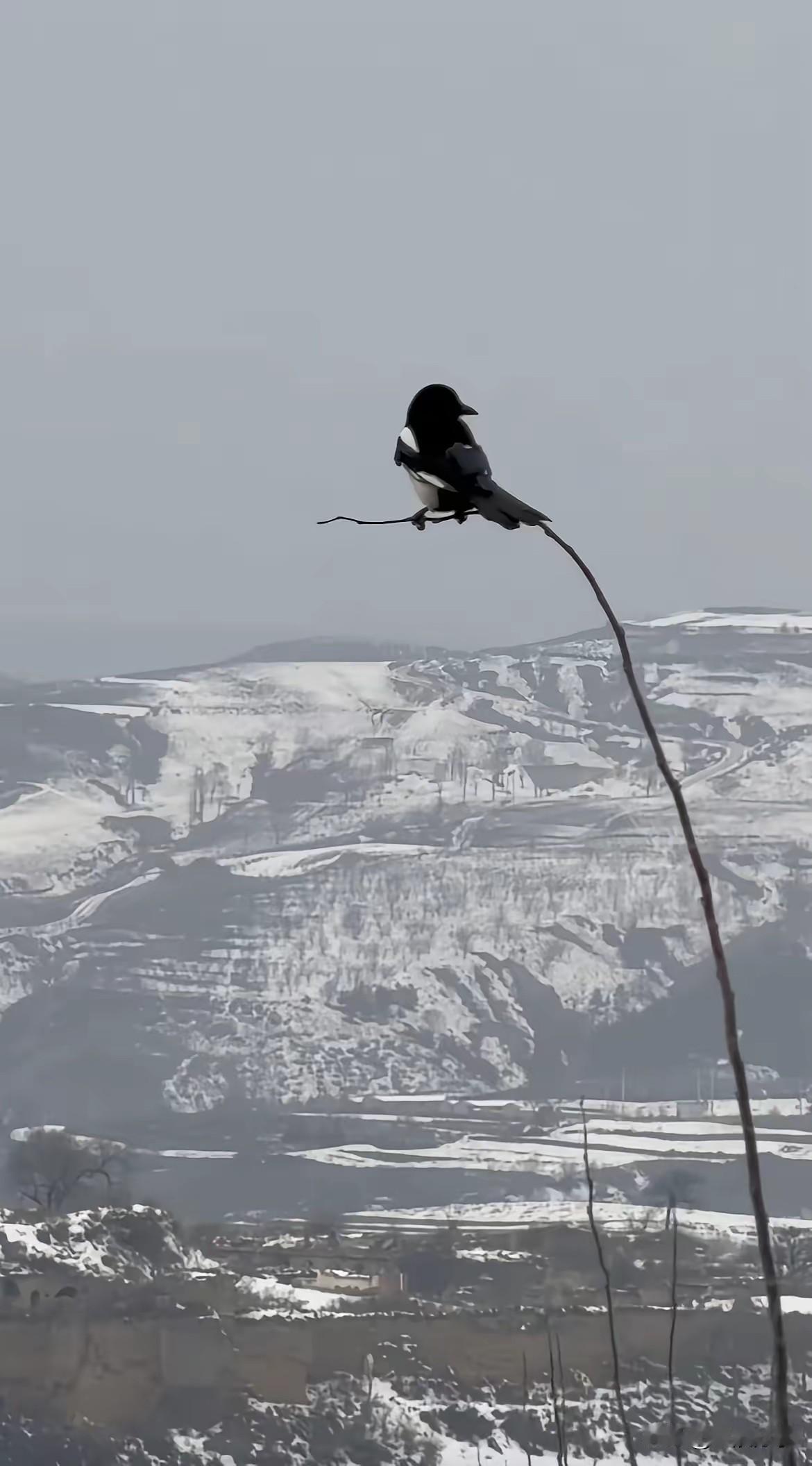 高市早苗，特朗普不见、中国不理，转头派特使去俄罗斯。
 
​俄罗斯更直接，特使未