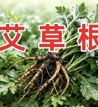 很多人只认识艾叶，却忽略了艾草根！它也是民间常用的草药，老一辈喜欢采回来煮水。提