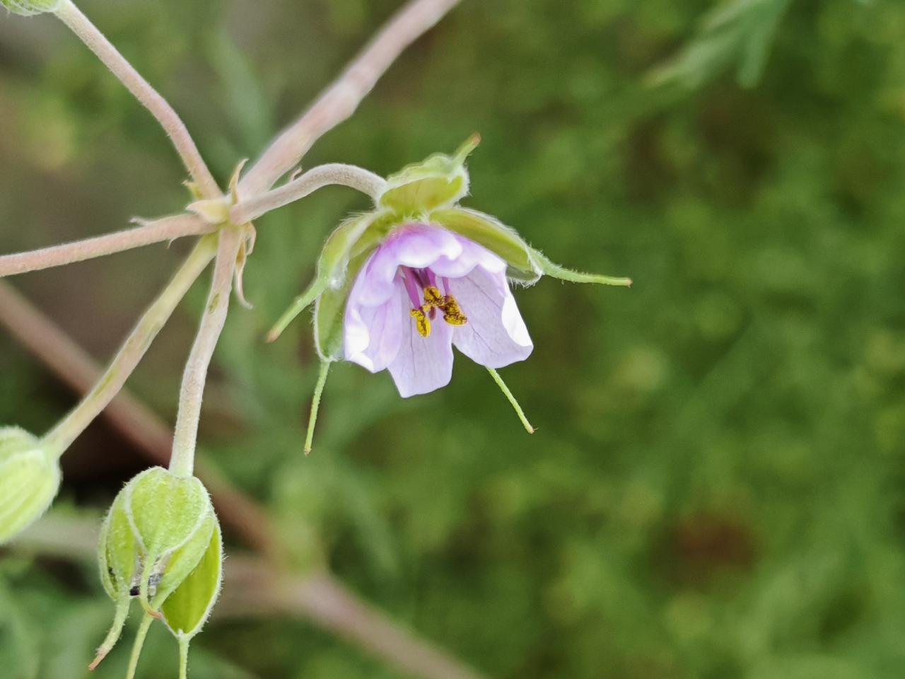 与痛风斗争的历程69
 
   清晨醒来，窗外是灰蒙蒙的多云天，天气预报说今天会