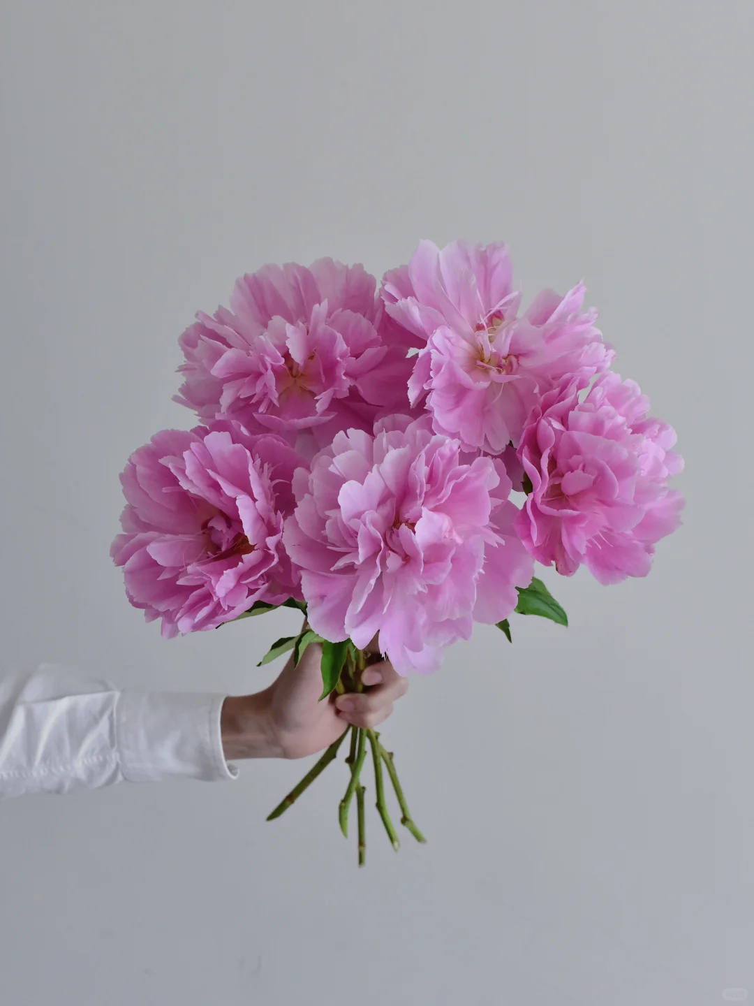 高山芍药·桃花飞雪