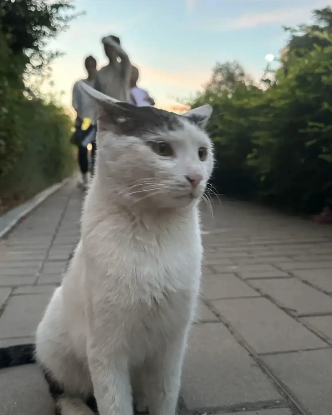 这么可爱的毛孩子，竟然在5.20当天被一名大学生活活掐死了，学校必须严惩凶手！必