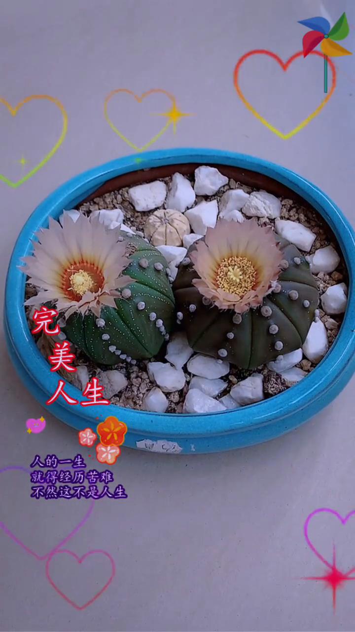 人生。
人的一生就得经历苦难，不然这不是人生。