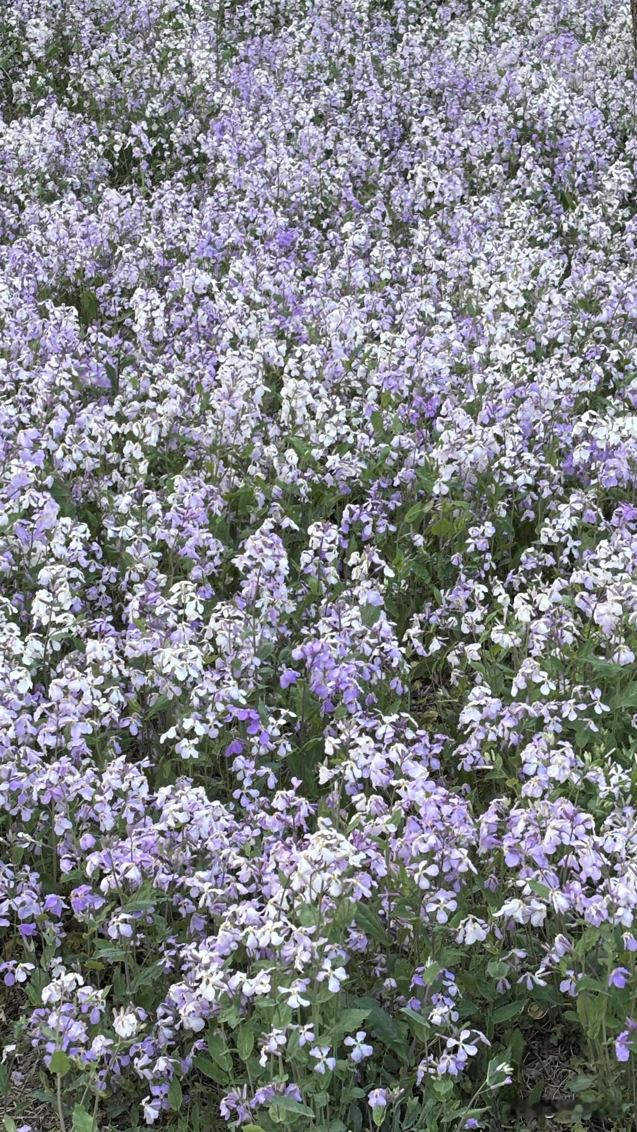 春日生活打卡季芳草萋萋春意浓，花开花落任东风。