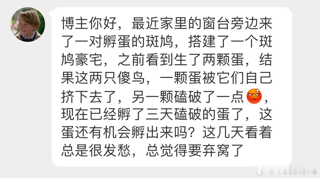 ？？？顺其自然就好让珠颈斑鸠自己生存吧（作死 ​​​