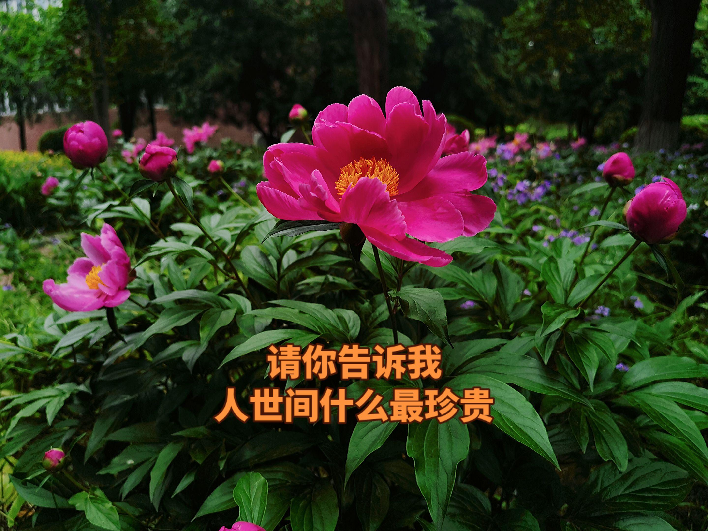 请你告诉我，人世间什么最珍贵？