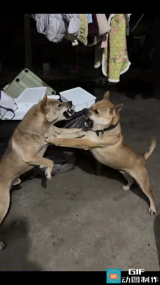 两只狗狗吵架，一只气势汹汹地往上扑，另一只情绪稳定，一直按着对方，劝它不要冲动：