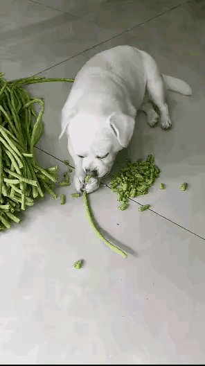 广东清远的一位大妈，两年前收养了一只调皮捣蛋的宠物狗，有一天早上出去街上买豆角，