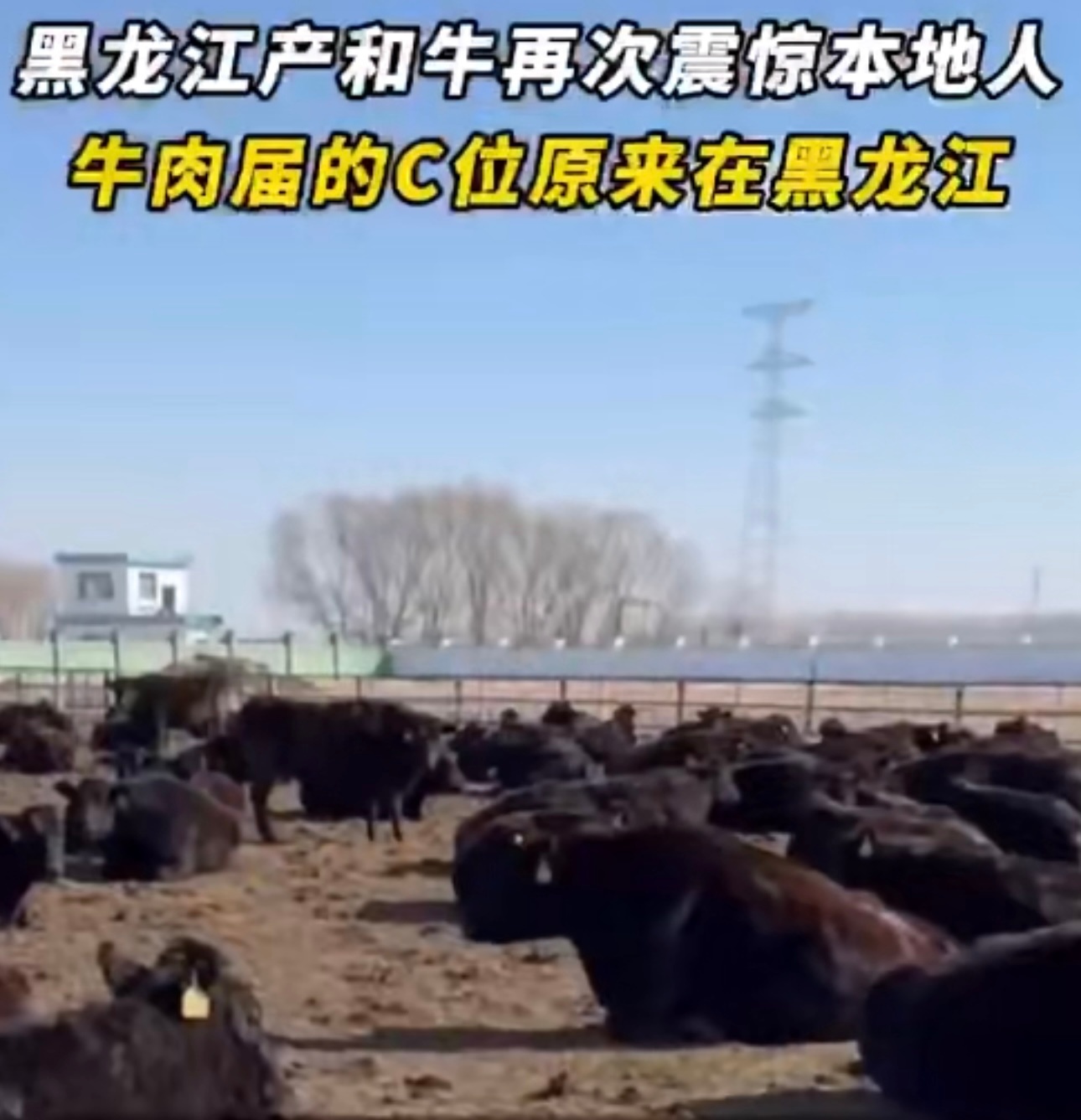 黑龙江产和牛再次震惊本地人  牛肉届的C位原来在黑龙江  黑龙江的和牛真是让人惊