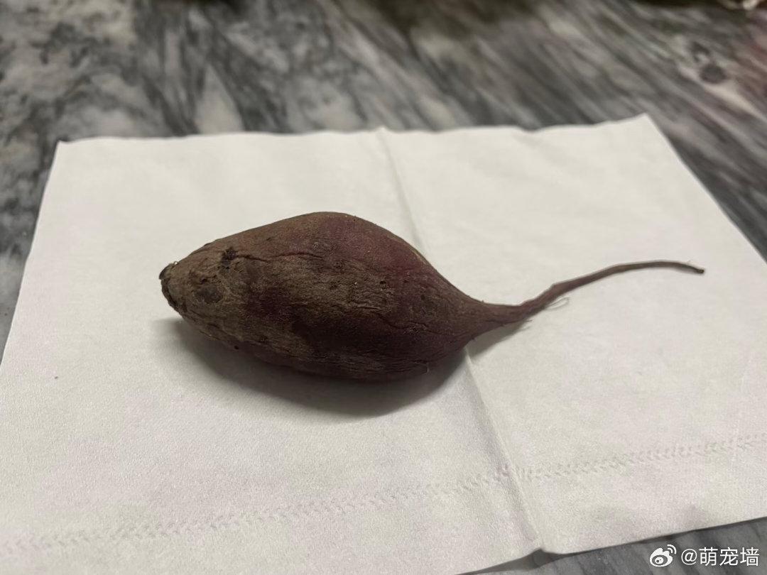Hello，路过的好友，哦没什么，我只是想让你看看这个红鼠 ​​​