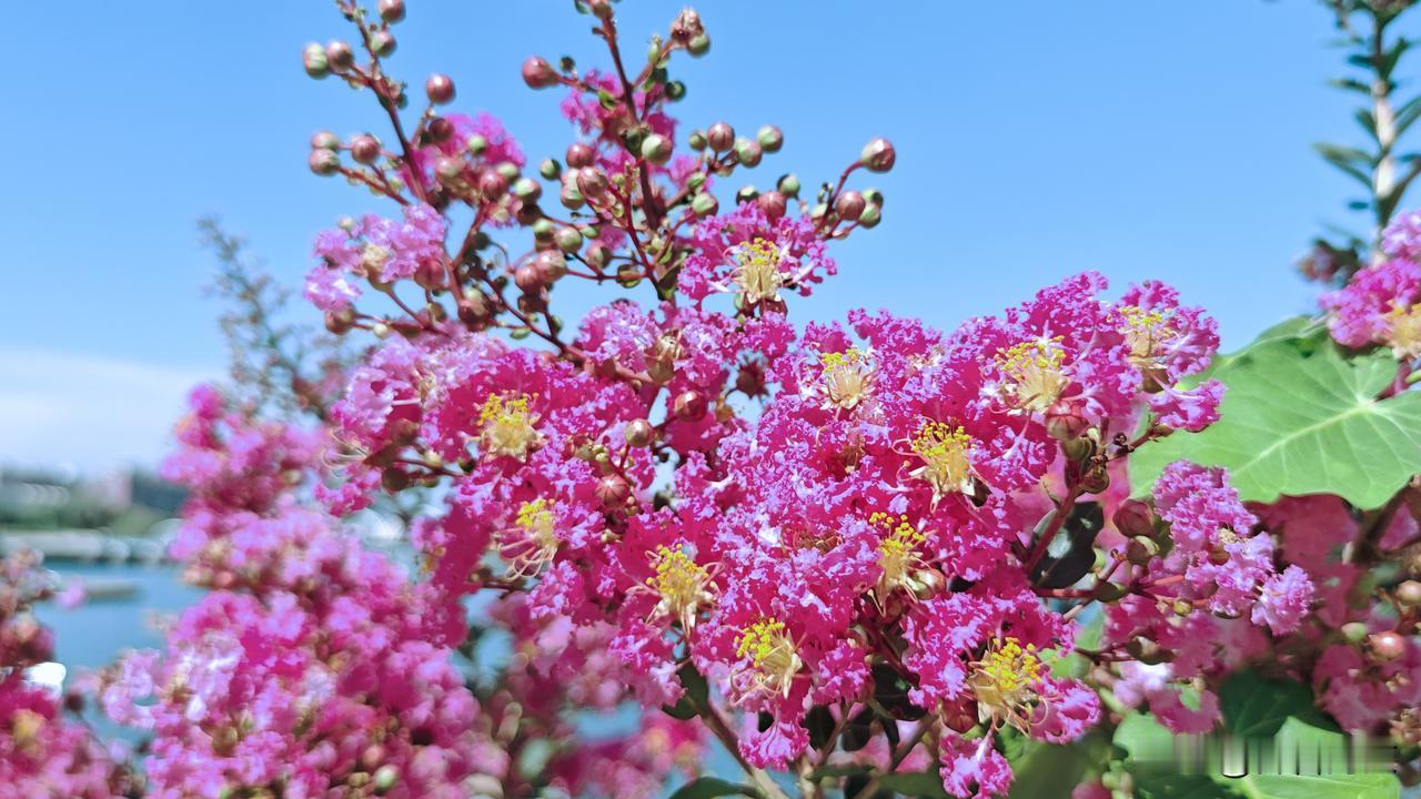花序：顶生圆锥花序，由数十朵小花组成一束挂在枝端。
花瓣：通常有6枚，花瓣皱缩像