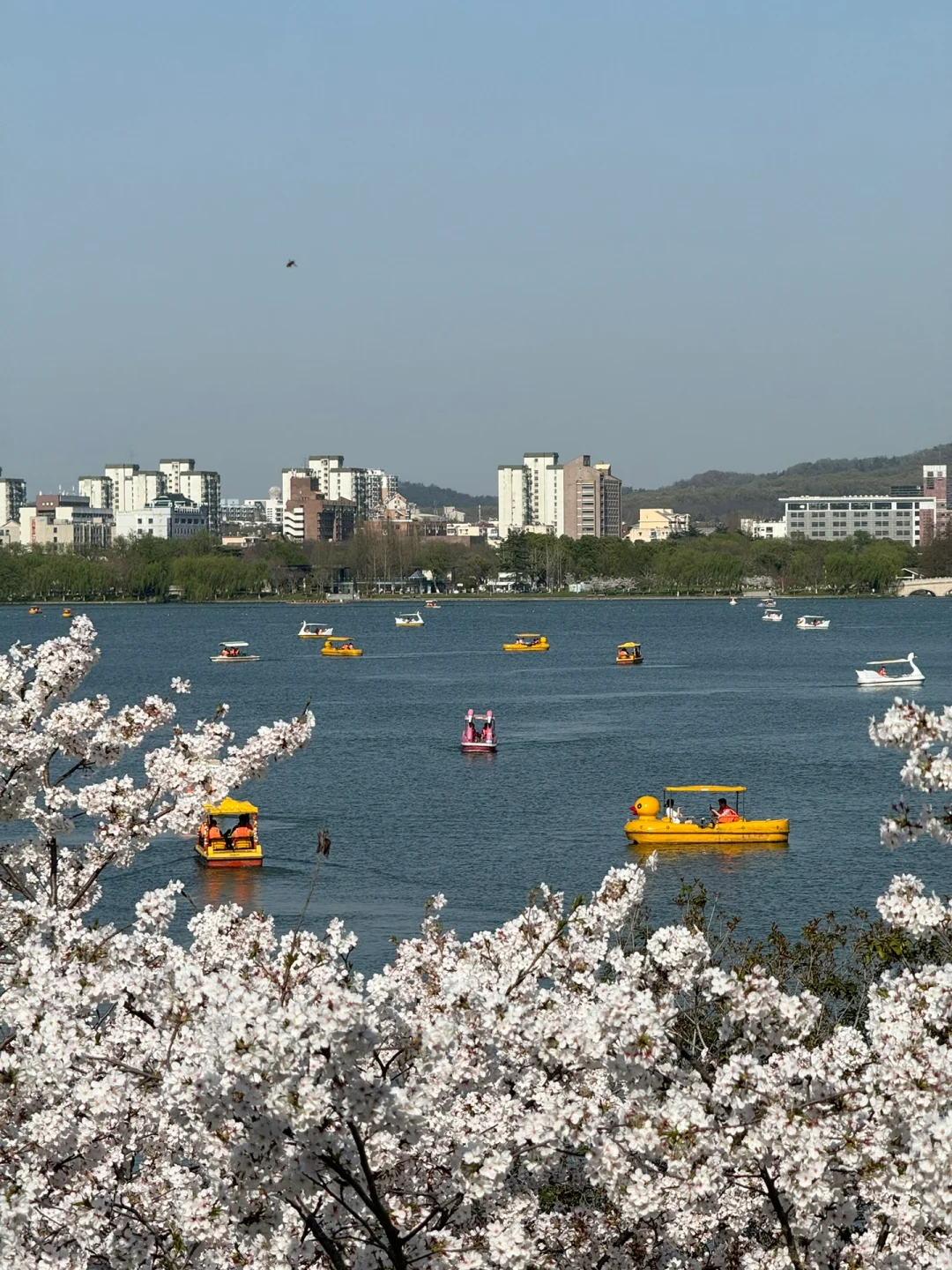 🌸南京的樱花已经next level了！！！（附地点