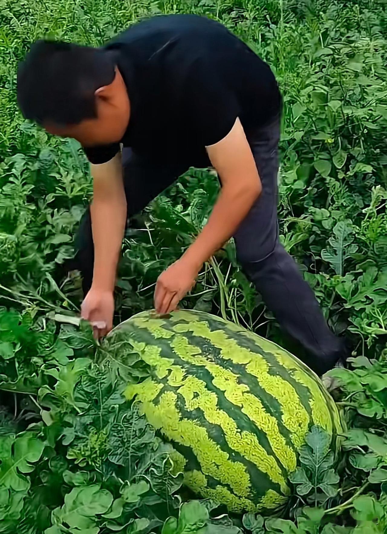 西瓜地 今年出了一颗巨无霸，大西瓜，大家目测一下有多少斤？