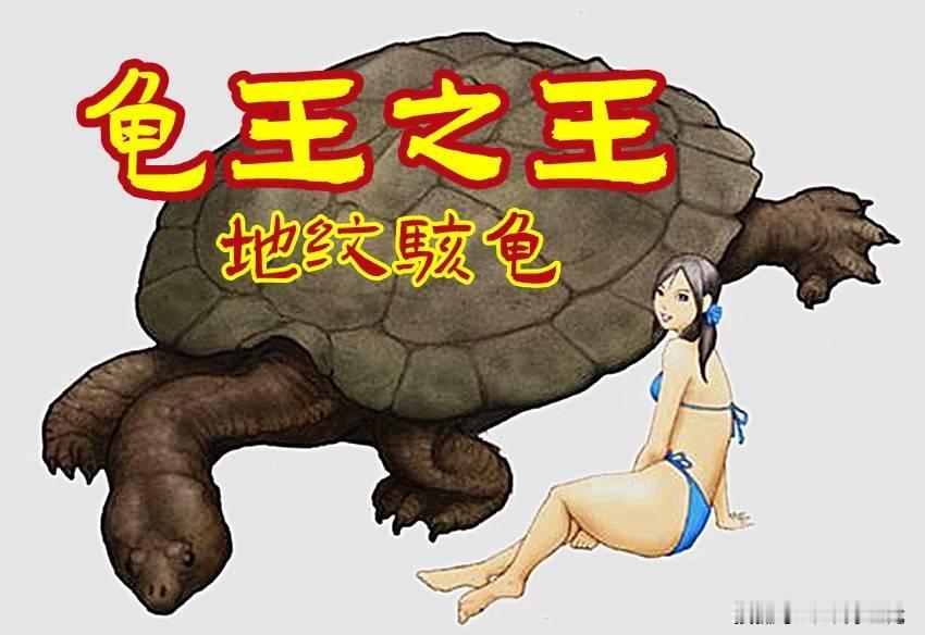 史前龟王之王！体长5米、身披重甲的地纹骇龟，曾称霸南美淡水水域
      在世