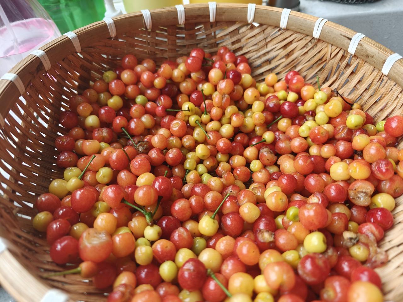 又见山里红。每年这个时候，摘来樱桃泡酒，三个月后开坛。