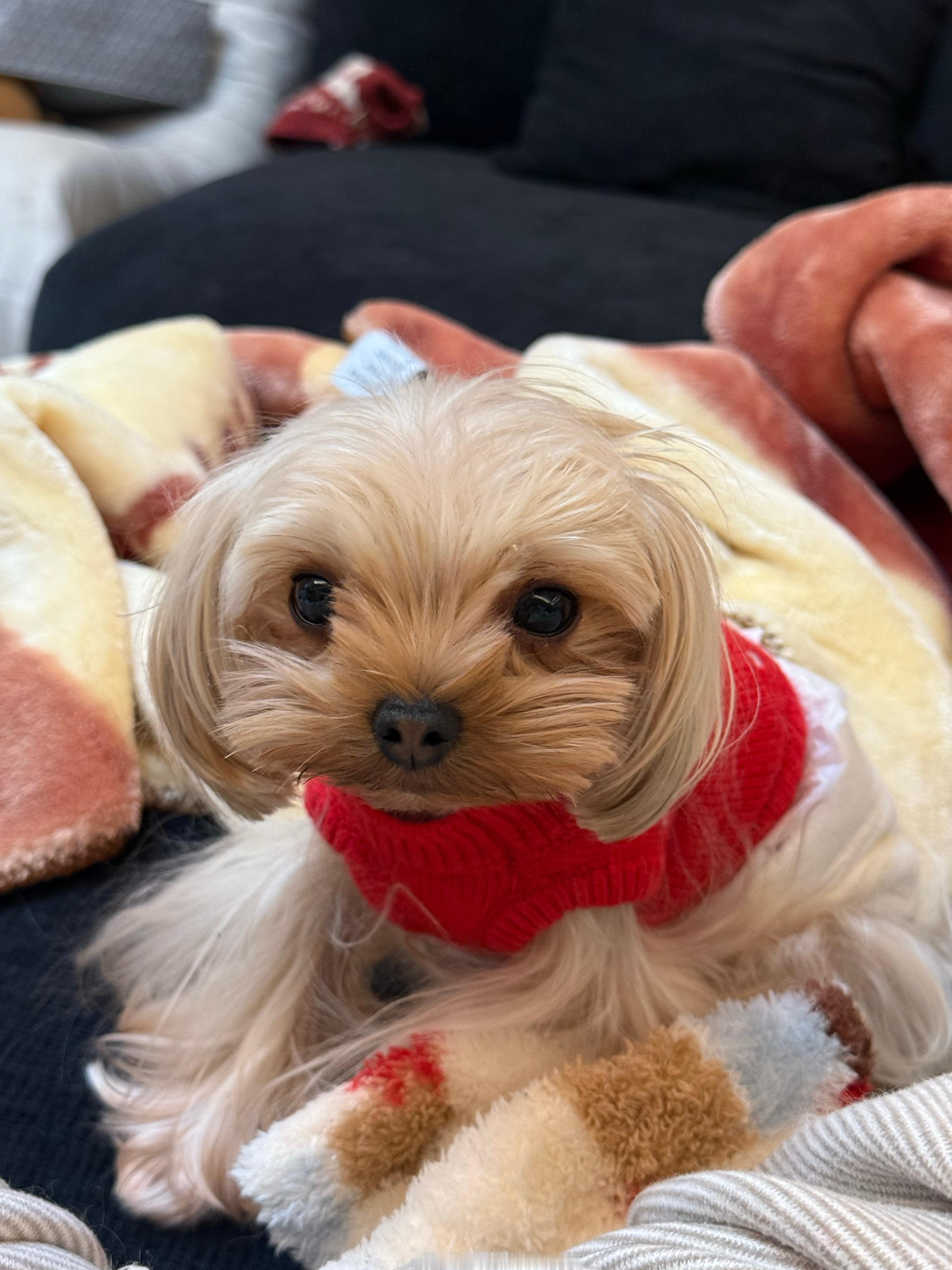 双马尾小老头61 