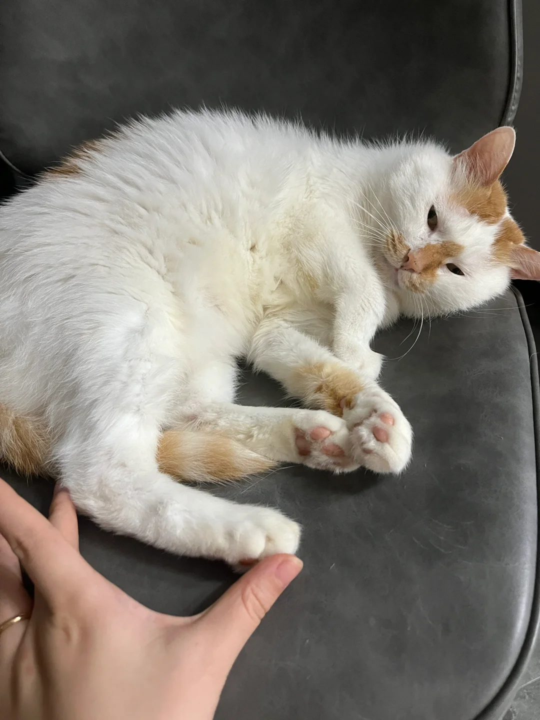 小猫我的脚是36码半哒