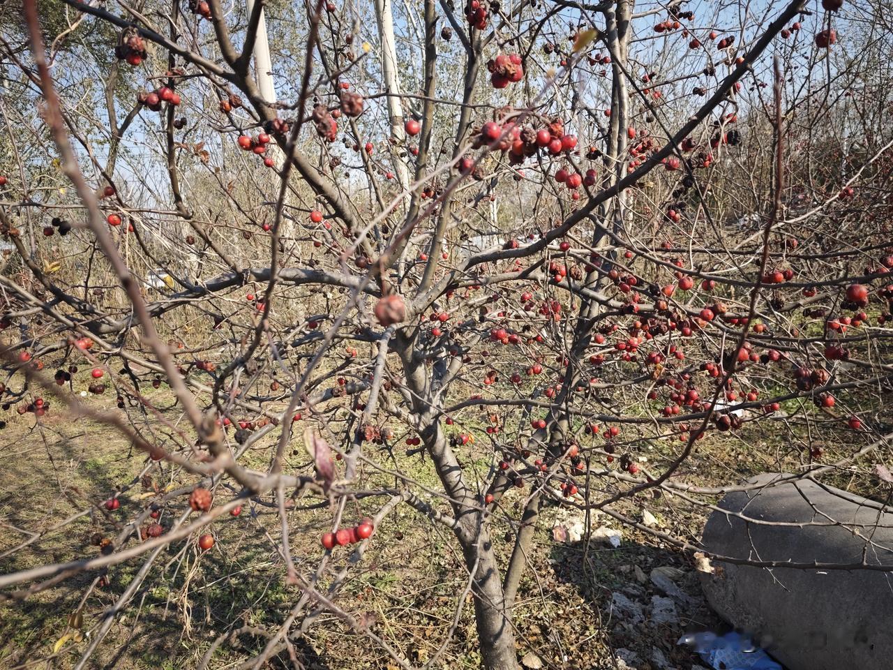 周末没回家就是躺平，实在呆的烦，出来溜溜。

看路边这些果子都没人摘，小的时候这