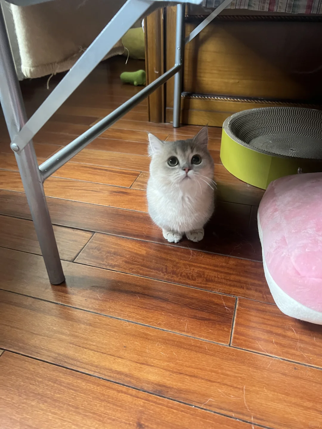 所以蓝金长大会变成什么样子