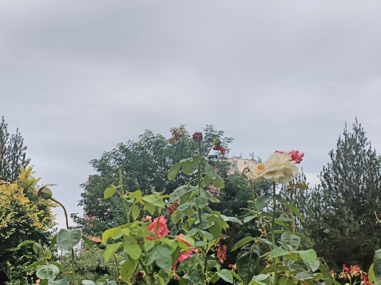 今日正式入伏，恰逢一场细雨洒落，驱散连日燥热，空气中漫开沁人的清凉。
小区广场满