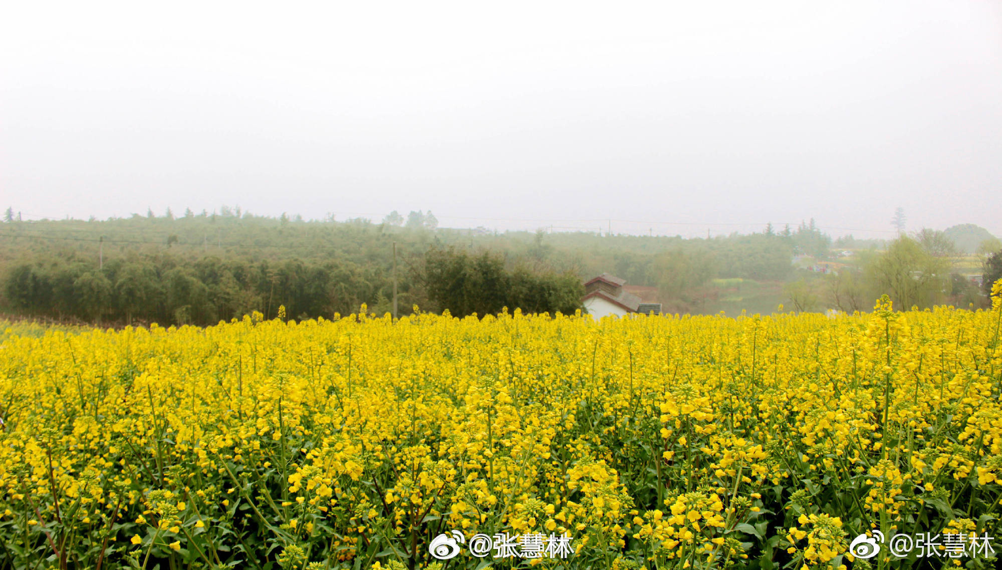 一到春暖花开的时节，想自驾出门浪的心和灵魂，就蠢蠢欲动！眼下高淳的油菜花正开得漫