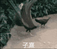 又翻到这个图我不行了 