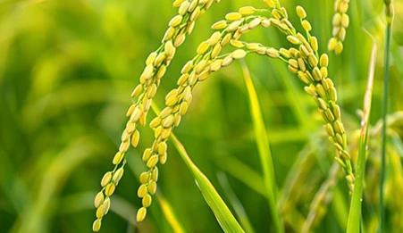 全国百强，哈尔滨占据4席

冰城市场监管
品牌是农业的芯片，地理标志是产品的身份