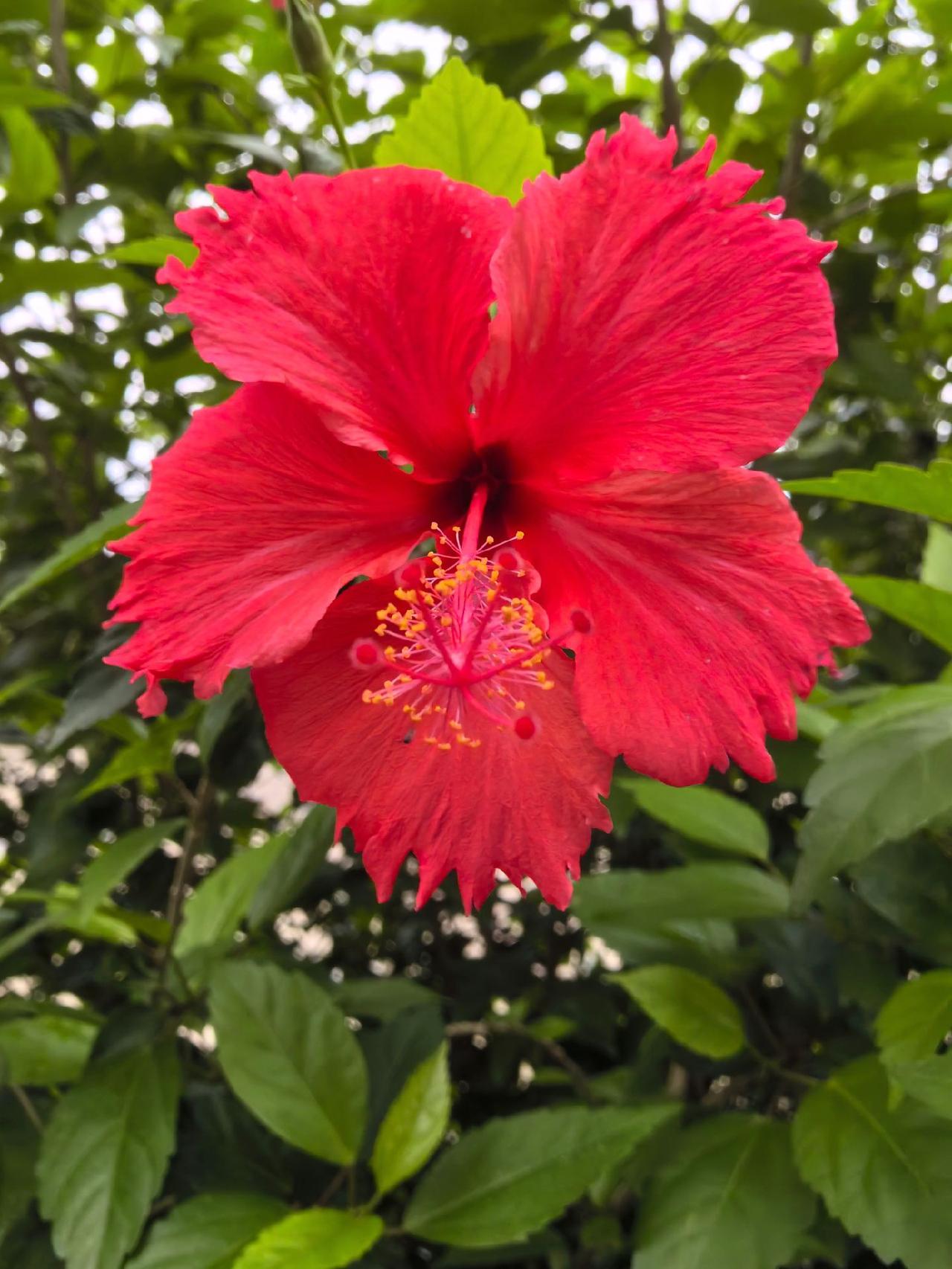 每次来广州，那些生机勃发的花儿，都能给我带来奋发向上的力量。
原创摄影 好看的花