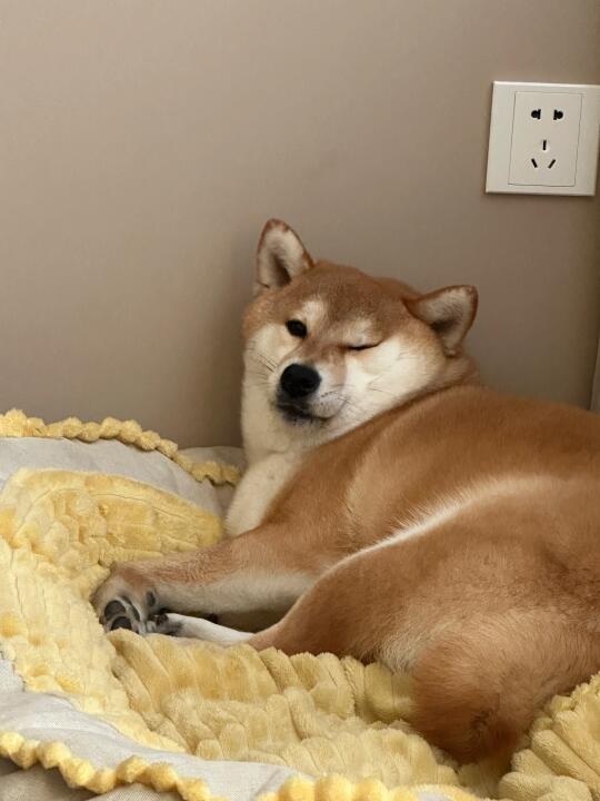 是姨姨们喜欢的wink吗？