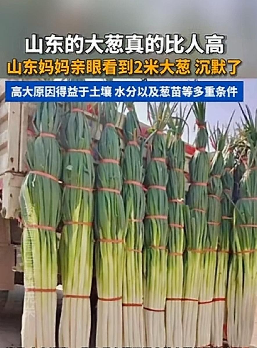 现代科学技术发展很快，让人跟不上时代的节奏。才听说有比人高的水稻，现在又有比人高