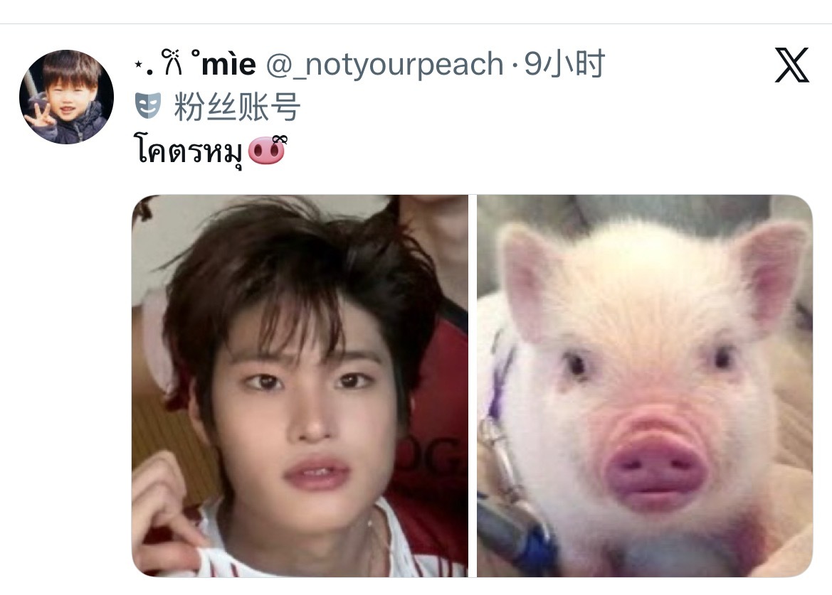 早上好🐽 
