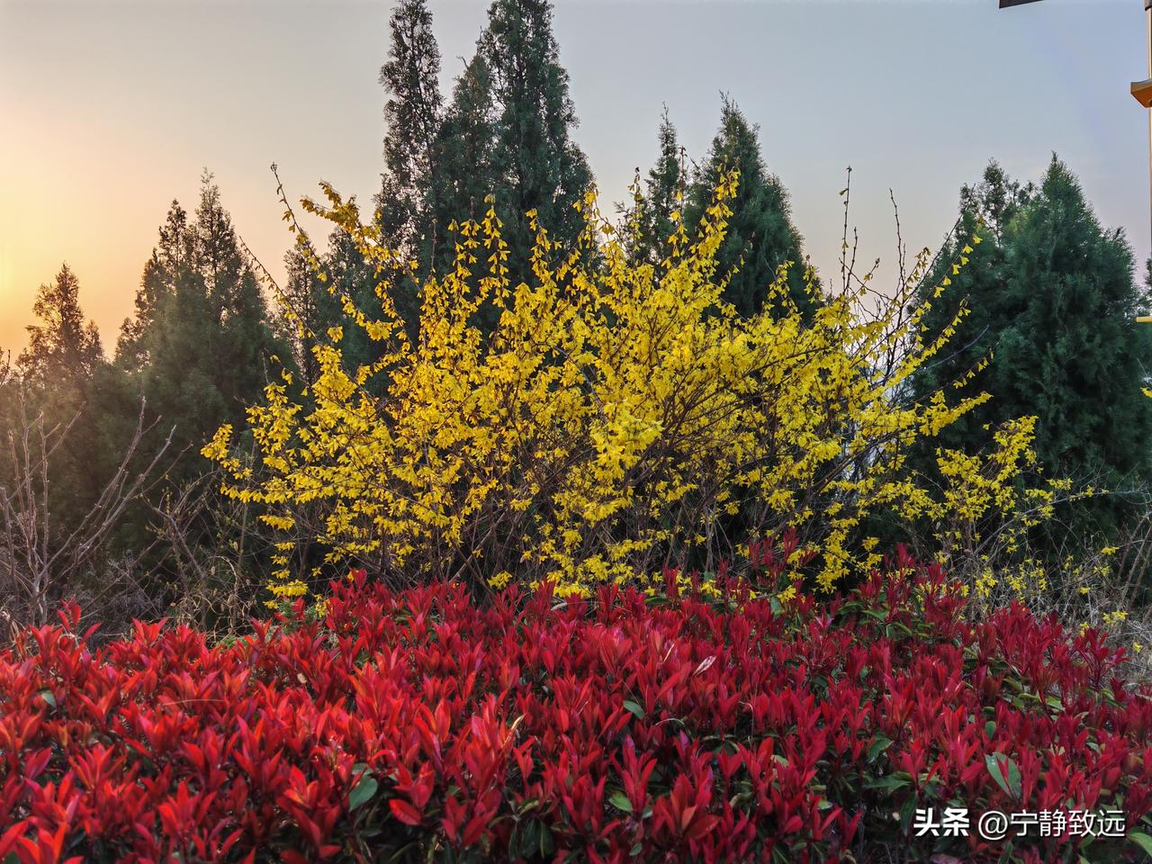 春日里的撞色浪漫✨
 
早晨的风还带着点凉，我却被眼前这一幕暖得晃了神。
 
一