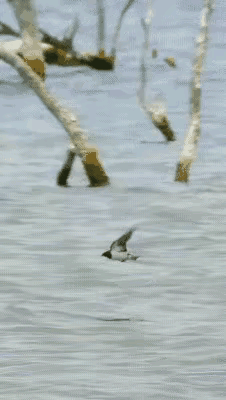 没想到，空军被海军干掉了！